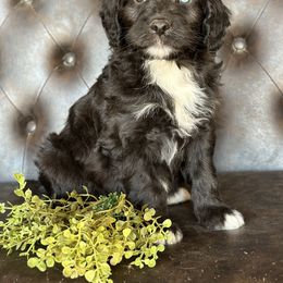 Aussiedoodles and Australian Shepherds from Australian Shepherds of C4 Farms
