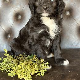 Aussiedoodles and Australian Shepherds from Australian Shepherds of C4 Farms