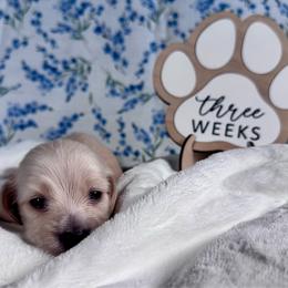 Peter Rabbit - Cream male Dachshund puppy in Dothan, Alabama from Little House Pups