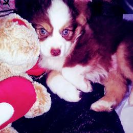 Australian Shepherd, Miniature Australian Shepherd, and Toy Australian Shepherd All Grown Up from Aussies n Kentucky