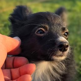 Jubilee - Black and white female Companion Cross puppy in Davenport, Washington from Lovely Ladies and Little Asses Miniature Equines (L3A Pomeranians & Papillons)
