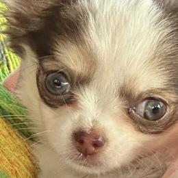 Cavapoos and Chihuahuas from Cuddlebug Cavapoos of Austin