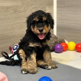 Rose - Phantom female Goldendoodle puppy in Columbus, Montana from Comfort Doodle