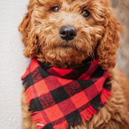 Goldendoodle Puppies from Deer Valley Doodles
