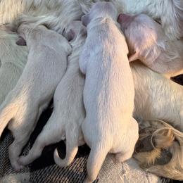 Poseidon - Light golden male Golden Retriever puppy in Colorado Springs, Colorado from Sharp Guardians and Goldens