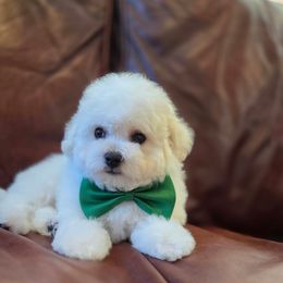 Boy 1 - White male Bichon Frise puppy in Lake Elsinore, California from Amber's Bichon Frise and Poodles