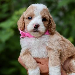 Pearl - Pink collar girl - Red  female Goldendoodle puppy in Ruthorfordton, North Carolina from Duncan Doodles Goldendoodles