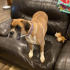 Bailey - Boxer