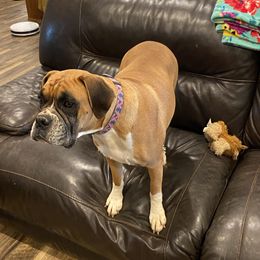Bailey - Boxer