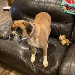 Bailey - Boxer