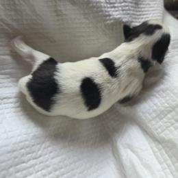 Japanese Chin Puppies from Chincredible Puppies