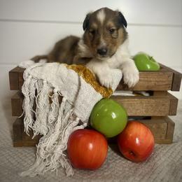 Mike - Sable male Collie puppy in Chilhowie, Virginia from Jolly Collies