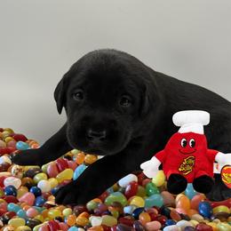 Watermelon - Black female Labrador Retriever puppy in Water Valley, Mississippi from Three Lakes Labs & WHDs