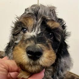 Randy - Phantom male Poodle puppy in Rancho Mirage, California from Joe’s Poodles & Bernedoodles