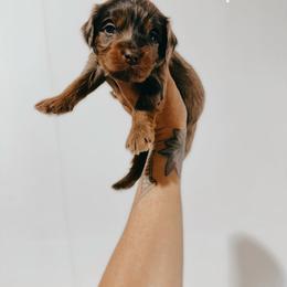 Ray - Merle male Australian Labradoodle puppy in Riverton, Kansas from Honeybee Lane Doodles