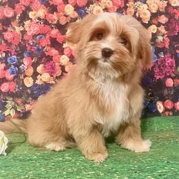 Dani - Havanese