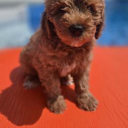 Goldendoodle Puppies from Wurster's Mini Wee Doodles