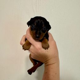 Bonnie - Black and rust female Miniature Pinscher puppy in Eatonton, Georgia from TNT Puppies