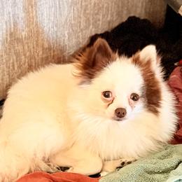 Abbi - Pomeranian