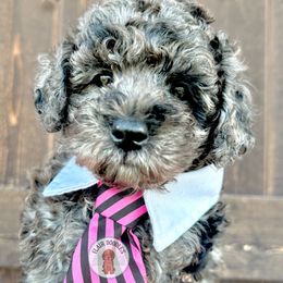 Turks - Merle male Goldendoodle puppy in Mc Kinney, Texas from Flair Doodles