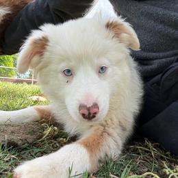 Halle Red Merle Female - Red merle female Miniature American Shepherd puppy in Elmore City, Oklahoma from Rikashay Kennels