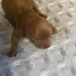 Boy 3 - Red  male Goldendoodle puppy in Haleyville, Alabama from Susan’s Prefurred Doodles