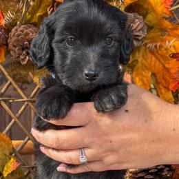 Flint - Phantom male Goldendoodle puppy in Enumclaw, Washington from Owen-a-Doodle