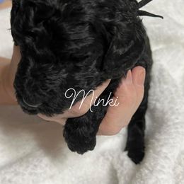 Poodle Puppies from DH Poodles