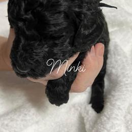Poodle Puppies from DH Poodles
