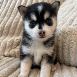 Celeste - Black and white female Pomsky puppy in Valparaiso, Indiana from Valparaiso Pomskys