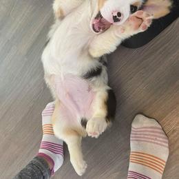 American Corgi and Pembroke Welsh Corgi Puppies from Magnolia Creek Corgis