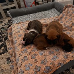 Boxer Puppies from Pawsitively Amazing Boxers LLC
