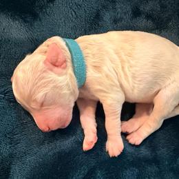 Blitzen - Parti male Goldendoodle puppy in Lufkin, Texas from Maggnificent Doodles