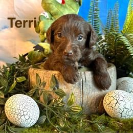 Terri - Chocolate female Labradoodle puppy in Chelan, Washington from North Cascades Doodles