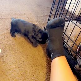 Poodle and Yorkipoo Puppies from Bella Dreamss LLC
