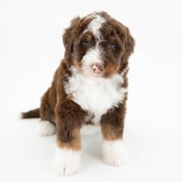Florence - female Australian Mountain Doodle puppy in Franklin County, Missouri from Brick House Farm Doodles
