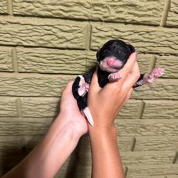 Garnet - Black and white female Bernedoodle puppy in Carmichaels, Pennsylvania from JensenBelle Doodles