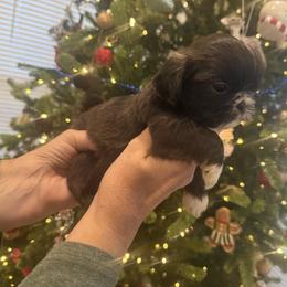 Daisy - Brindle female Shih Tzu puppy in Huntsville, Alabama from Sunnybrook Shih Tzu