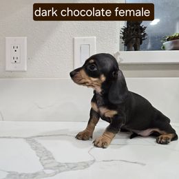 Dachshund Puppies from Christian Perez