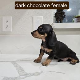 Dachshund Puppies from Christian Perez