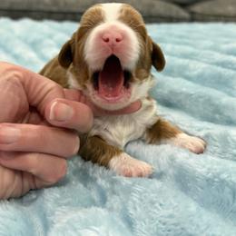 Superman - Caramel male Australian Labradoodle puppy in Calhoun, Louisiana from Arrowhead Australian Labradoodles