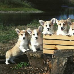 Pembroke Welsh Corgi Puppies from Timberside