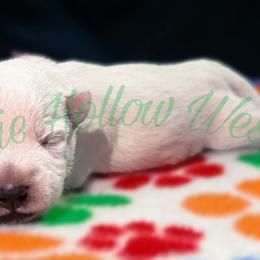 Puppy - White female West Highland White Terrier puppy in Cleveland Tx, Texas from Pixie Hollow Westies