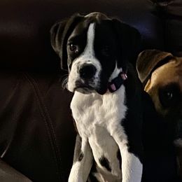 Boxers from Ocala Wiggle Butt Boxers