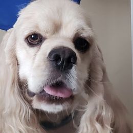 Cocker Spaniels from Breezeway Cockers