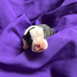 Severus - Black and white male Boston Terrier puppy in Kingsport, Tennessee from Dreamweaver Bostons