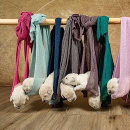 Golden Retriever Puppies from Golden Borealis