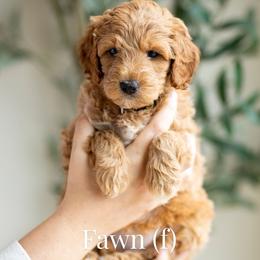 Fawn - Apricot female Goldendoodle puppy in Acton, Maine from Silver Pines Pups