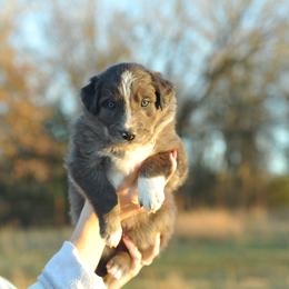 Toast - Blue merle male Border Collie puppy in Centerton, Arkansas from Chappell Breeding