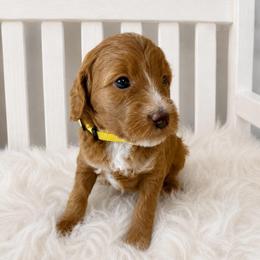Liberty - Yellow Collar - Red  female Goldendoodle puppy in Huntsville, Alabama from Falcon Ridge Doodles